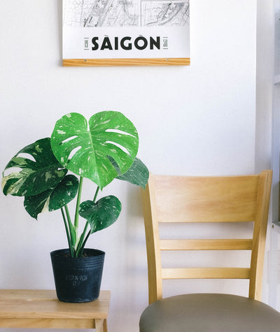 Which Houseplants Are Good For Your Health?