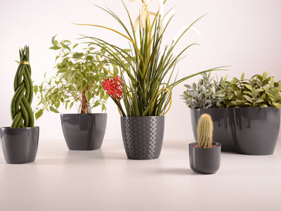 Which Pots Are Best For Indoor Plants?