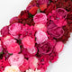 White | Pink | Red