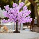 Lavender Lilac