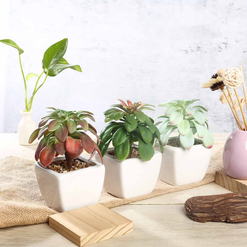 3 Pack Ceramic Planter Pot and Artificial Elegans Succulent Plants 5