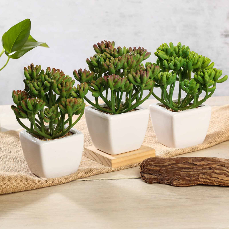 3 Pack Ceramic Planter Pot & Artificial Stonecrop Succulent Plant 7
